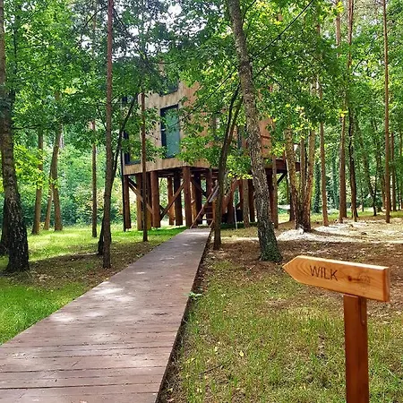 Tree Olszanka Puszcza Marianska