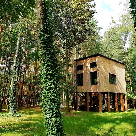 Tree Olszanka Puszcza Marianska