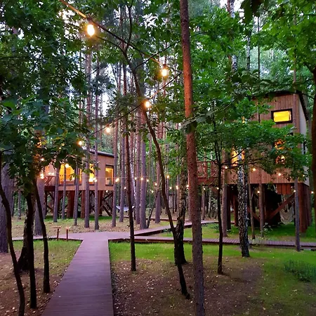 Tree Olszanka Puszcza Marianska